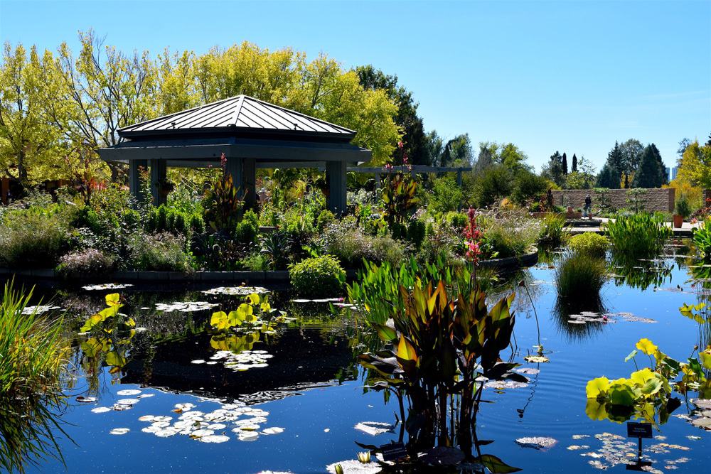 Pond in Wheat Ridge Colorado