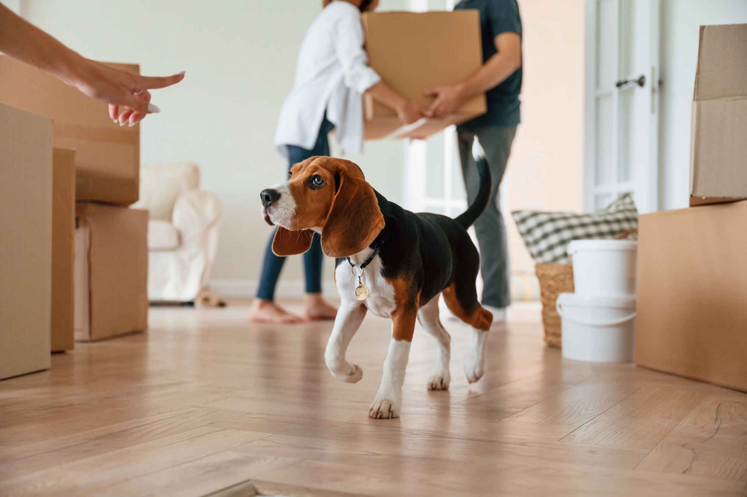 Cute dog is standing in a room with moving boxes. Young couple are moving to new home.